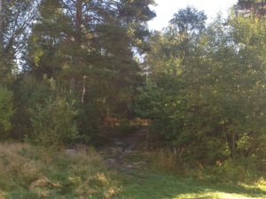 Aktivitetspromenad i skogen