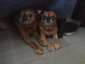 Mys framför gasolvärmaren