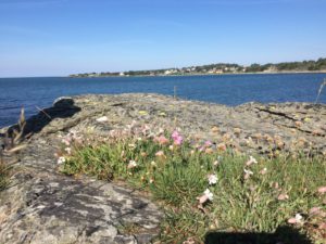 morgonpromenad på klipporna