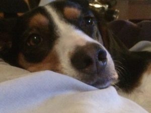 Rådjur från Chilla