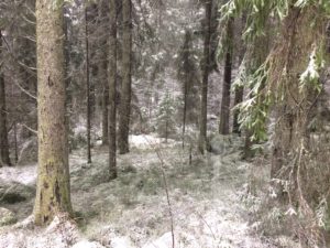 Årsdag av fysisk aktivitet