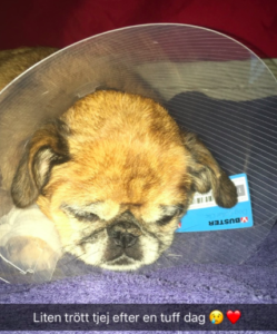 Livmodersinflammation